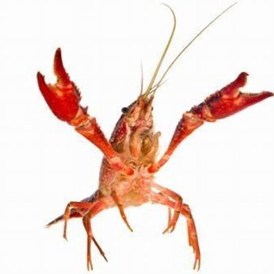 o_rann's profile picture