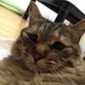 リン's profile picture