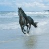 Фото профиля braveredhorse