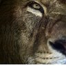 silem chavez's profile picture