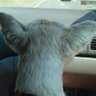 lovie's profile picture