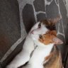 tareko 的头像