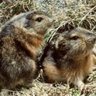The Silent Lemmings 💧 profil fotoğrafı