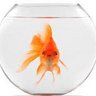 Profilbild von Garys_Goldfish