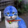 Profilbild von のらえもん