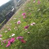 Profilbild von まらたろう