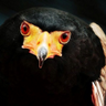 Ayuko.k's profile picture
