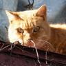 catroll's profile picture