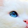 Profilbild von 如月ユナ