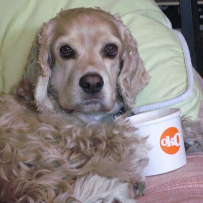 桃aka Tiger.Shark.'s profile picture