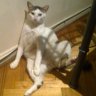Фото профиля michi y sr. 🐱