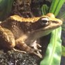 Profilbild von おトキ🐸