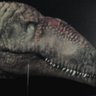 Grimbus Carolinensis profil fotoğrafı