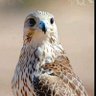 شيهان العبدلي's profile picture