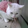 da___i3's profile picture