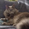 Фото профиля Cats With Tales