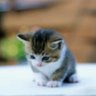 月に吠える青猫 的头像