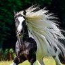 نور اللؤلؤ profil fotoğrafı
