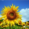 Sunflower's profile picture