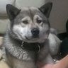 賢にぃとギン公's profile picture
