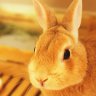 Profilbild von sato@2/22タガネッコ発売