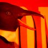 🐧 🇪🇺 的头像