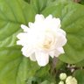 Фото профиля Suha AlT