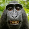 Skeptikuss's profile picture