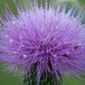 Jaggie Thistle profil fotoğrafı