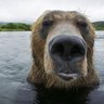 Фото профиля Grumpy bear