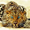 H.alharbe profil fotoğrafı