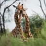 Evilla profil fotoğrafı