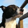 Фото профиля Cody Dog 🌊🇺🇸