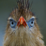 Andrew JOhnson's profile picture