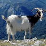 A T H profil fotoğrafı