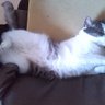 tatutata's profile picture