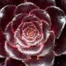 Profilbild von SucculentF