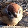 スーパースター@（変態ホエールズぽん骨） profil fotoğrafı