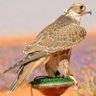 Фото профиля أبو فجر