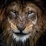 ابن شبوة الشبواني profil fotoğrafı