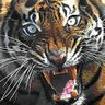 Savannah Coolcats profil fotoğrafı