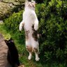 Profilbild von cattery