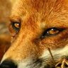 Profilbild von Foxface