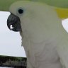 ノエリア profil fotoğrafı