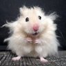 Barbara B's profile picture