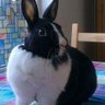 Clementia Oitmann๐ณ๏ธโ๐ ็ๅคดๅ