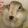 Profilbild von リヒャルト