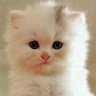อยากเด็ดดอกฟ้า's profile picture
