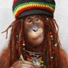 ongeriz's profile picture
