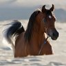 Samar AlAmro profil fotoğrafı